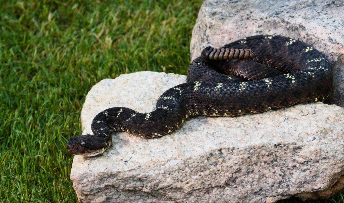  A close view of a rattlesnake in a person's backyard.