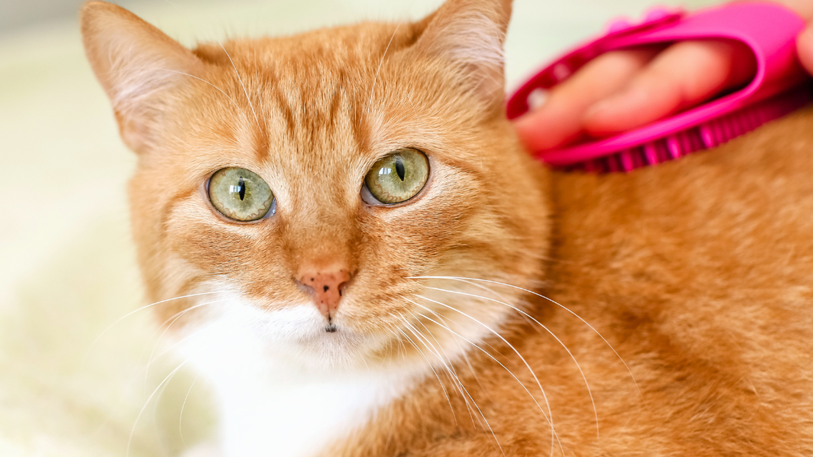 This 'Cute' Cat Game Is Going Viral for a Terrifying Reason and It's a Warning for Pet Parents 