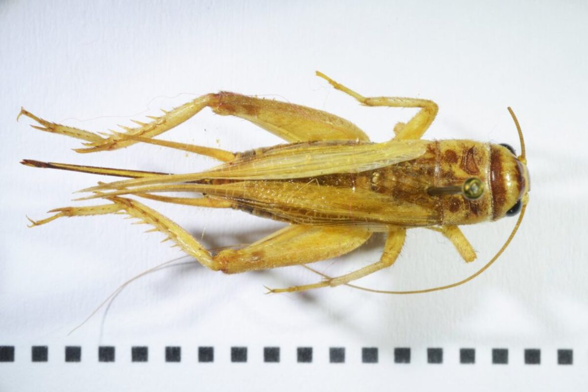  Field cricket (Gryllus sp.). (Juan Manuel Calvo Martin via SWNS) 