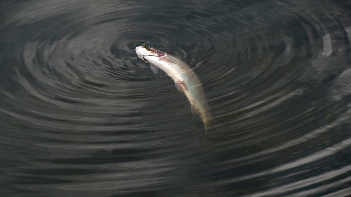 Thousands of fish died during mid-July heat wave. More could die in the coming weeks. 