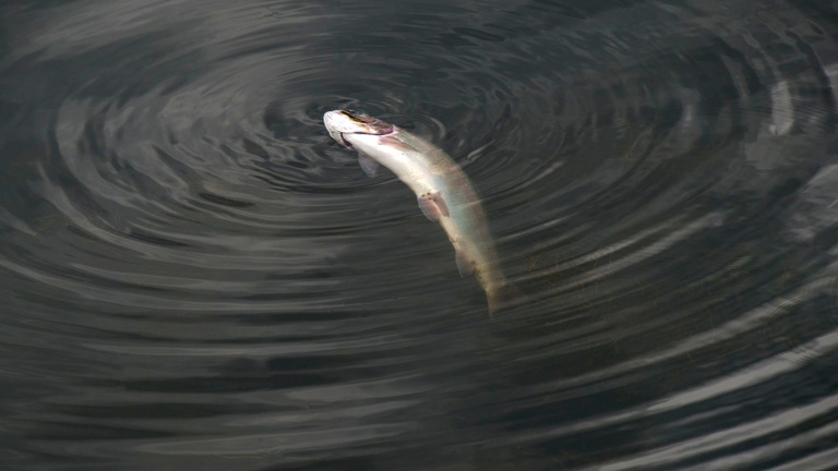 Seen dead fish in Hilton Head waters recently? Here’s why