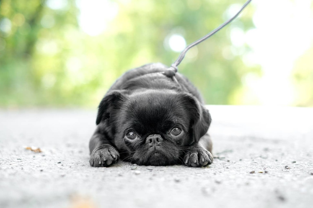  A Black Brussels Griffon lying on the ground outside.
