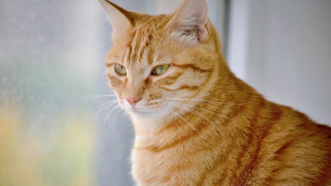 Professional Pet Sitter Wins Over Grumpy Orange Cats Who 'Does All the Petting' Himself 