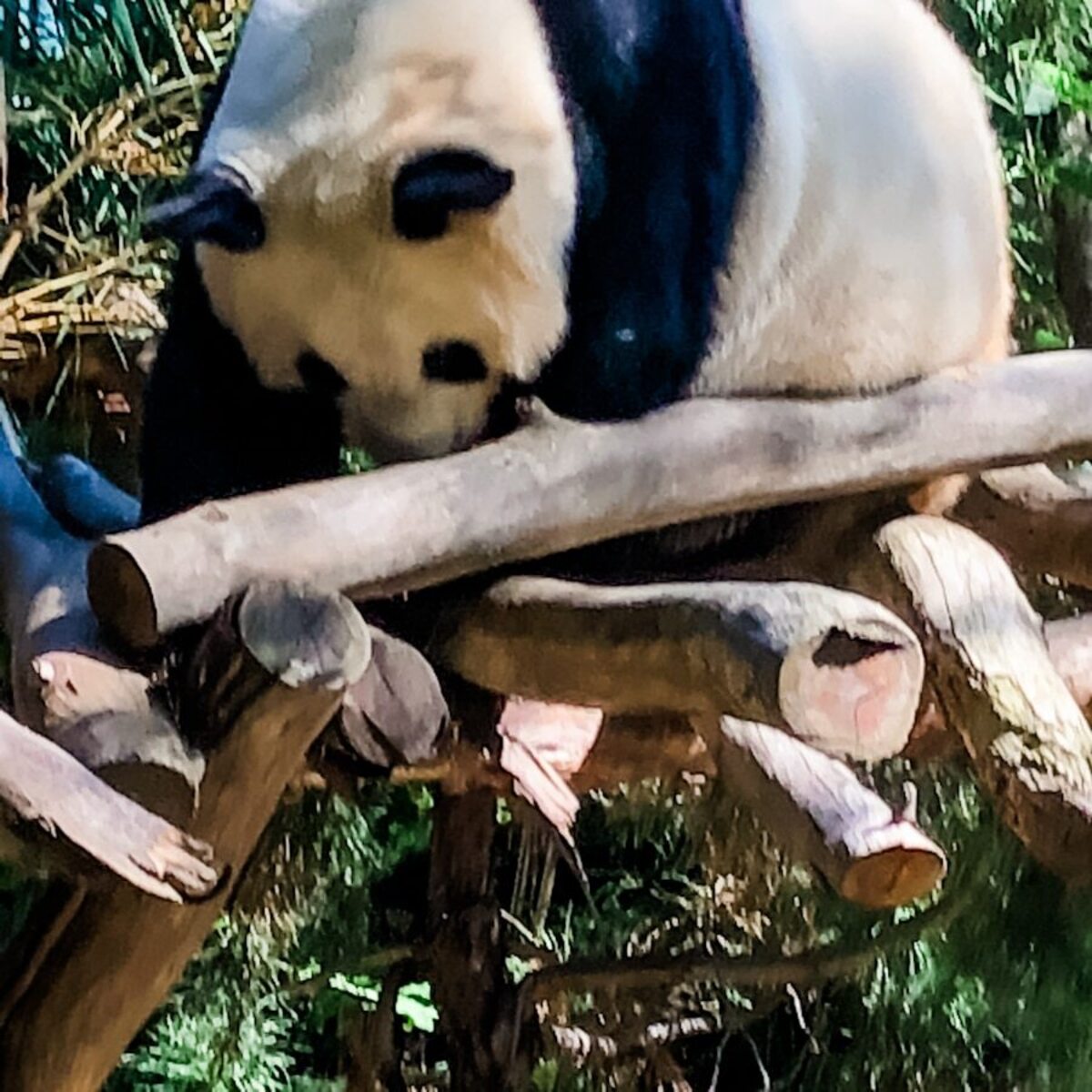  My kids loved watching the giant pandas at the San Diego Zoo. Photo credit: Keri Baugh 