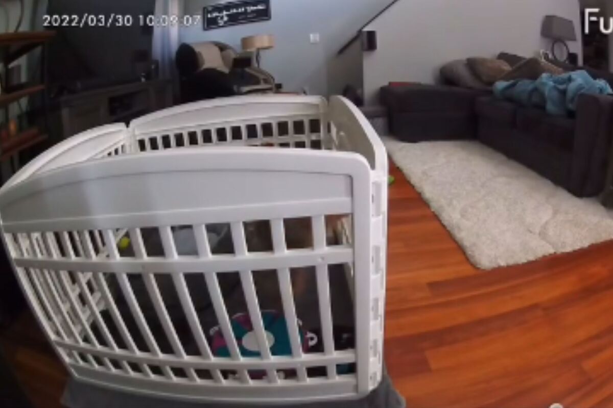  Screenshot from a May 25 Instagram video of a pet camera picking up on a 3-month-old Pomeranian puppy’s cries while he was left home alone for the first time. 