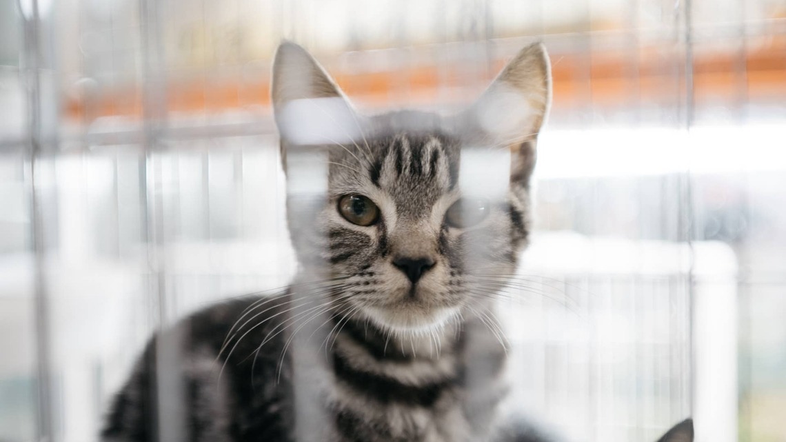 Overlooked Shelter Cat Rubs Her Little Face Against the Kennel Bars in Hopes Someone Will Finally Choose Her 