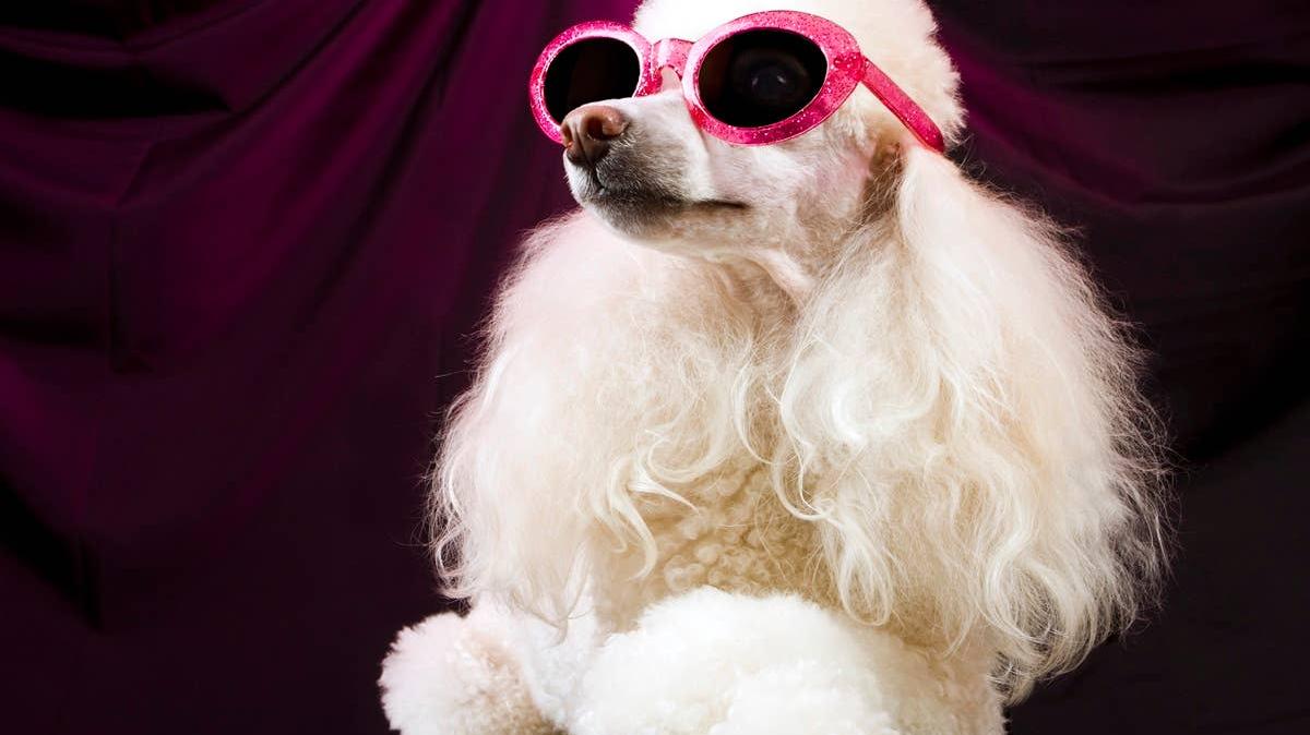 A stylish and fashionable dog wearing pink sunglasses. 