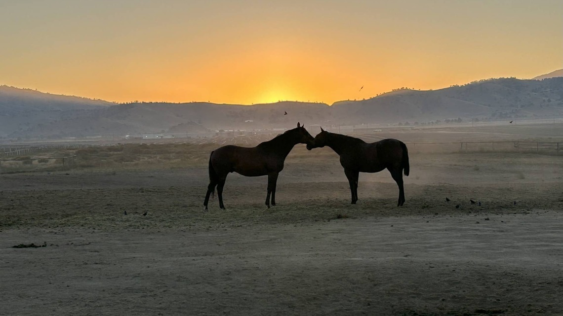 Thoroughbred Aftercare Alliance Accredits 45 Organizations 