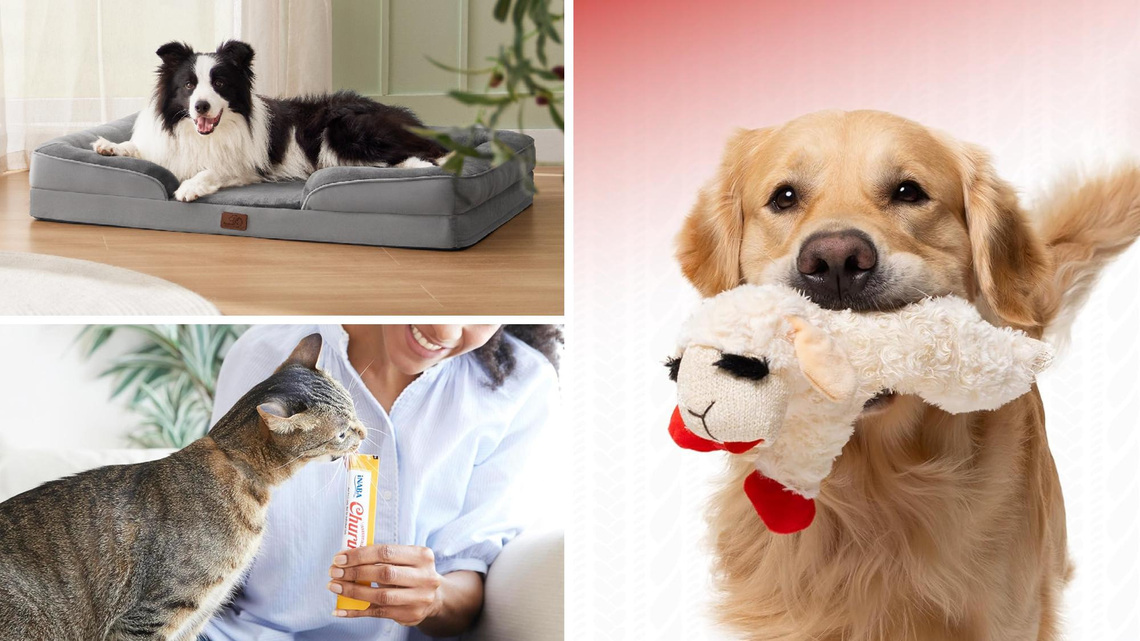 Best Amazon pet products under $50, according to thousands of shoppers