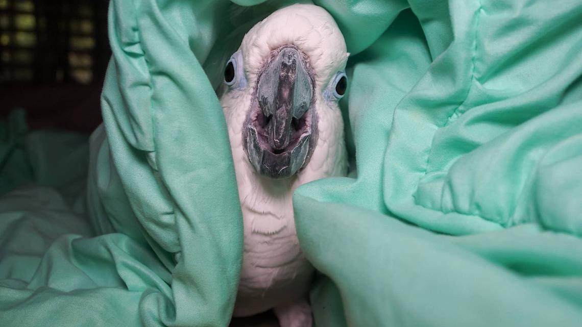 Cockatoo on His ‘Best Behavior' Puts Himself to Bed at Grandma's House 
