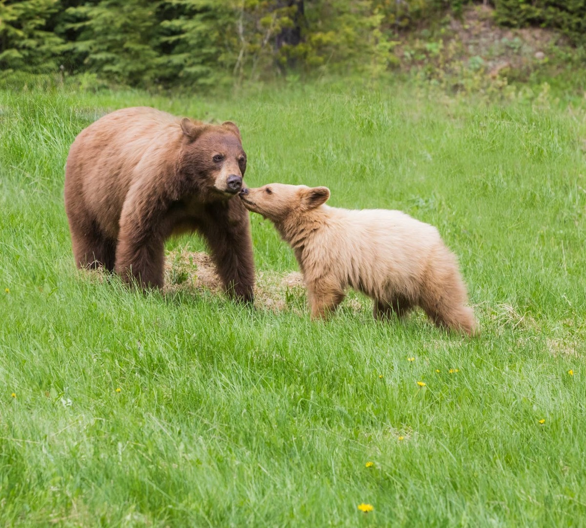  A black bear mother and her cub standing in grass.