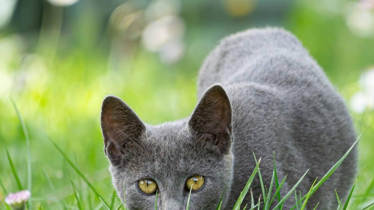 Gray cat crouching/getting ready to pounce in tall green grass. 