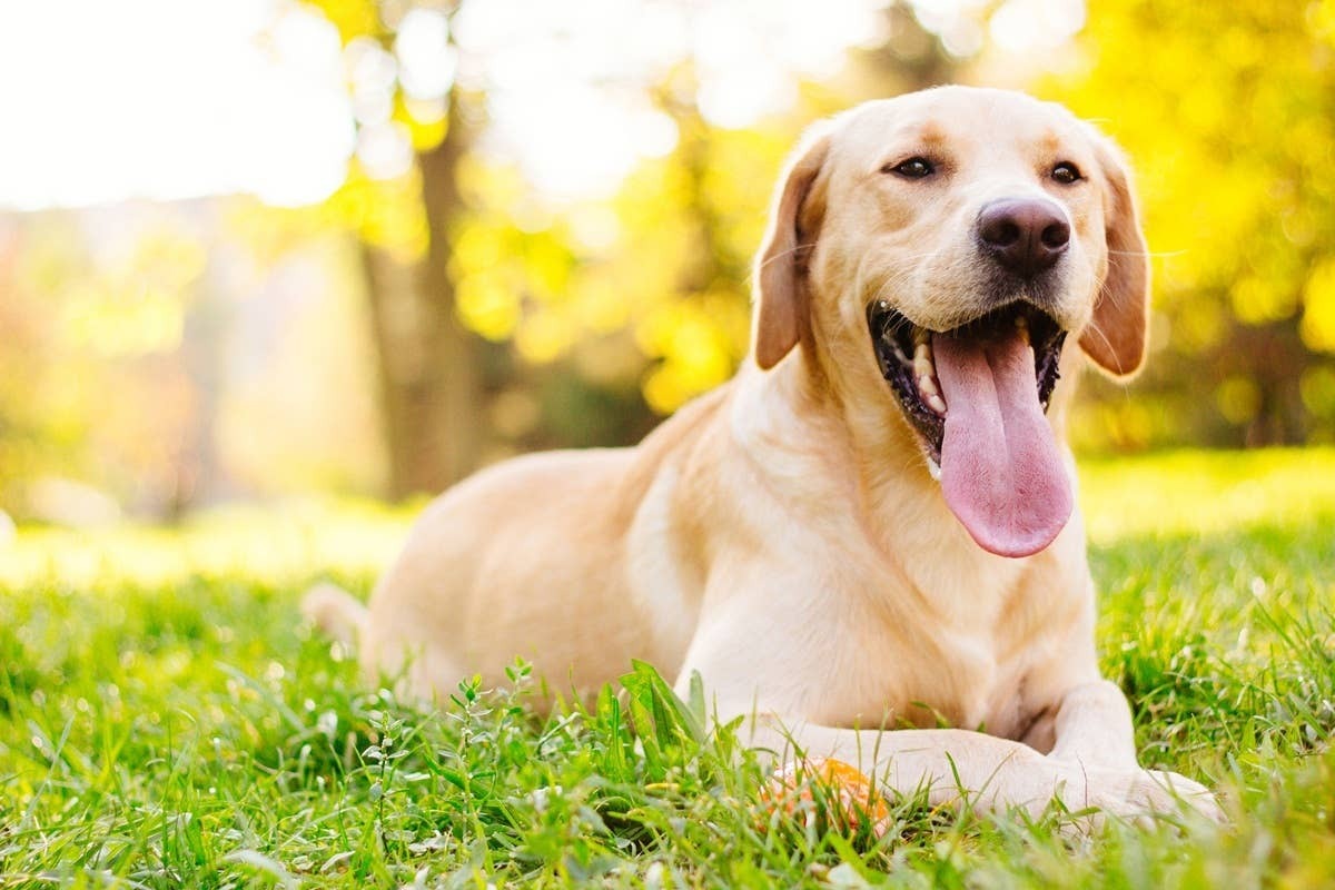  A loving Lab watching its owner while laying in the grass.