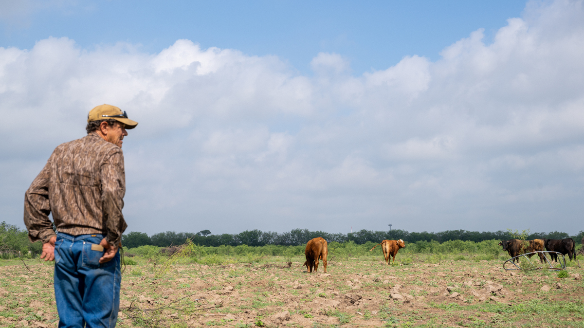 U.S. Cattle Herd Drops To 75-Year Low Amid Challenges For Ranchers. QUEMADO, TEXAS - JUNE 02: Farmer Randy Edwards looks out towards his cattle on June 02, 2026 in Quemado, Texas. Over the past two years, prolonged drought has forced Edwards to shrink his herd from 100 heads of cattle to just four. A historic cattle shortage has driven wholesale beef prices to record highs, triggering a 17% surge in steak prices and a 19% increase in ground beef costs. Prolonged drought, labor shortages, and rising operating expenses have forced several renowned barbecue establishments throughout Texas to shut down, while others are considering significant service cutbacks. The Trump administration has initiated supply-side relief efforts, but progress stalled after the White House paused two executive orders in early May. (Photo by Brandon Bell/Getty Images)
