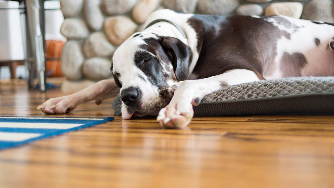 Great Dane legs on a small bed. 