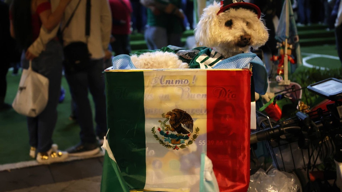 His Owner Adopted Him During the Hardest Time of His Life-Now Osito the Rescue Dog Is a World Cup Celebrity 