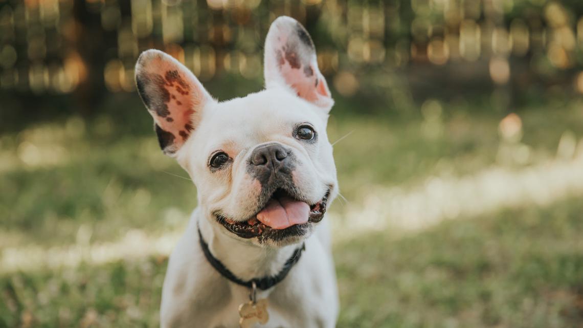 Hilarious Frenchie Doesn't Back Down During Car Wash Showdown 
