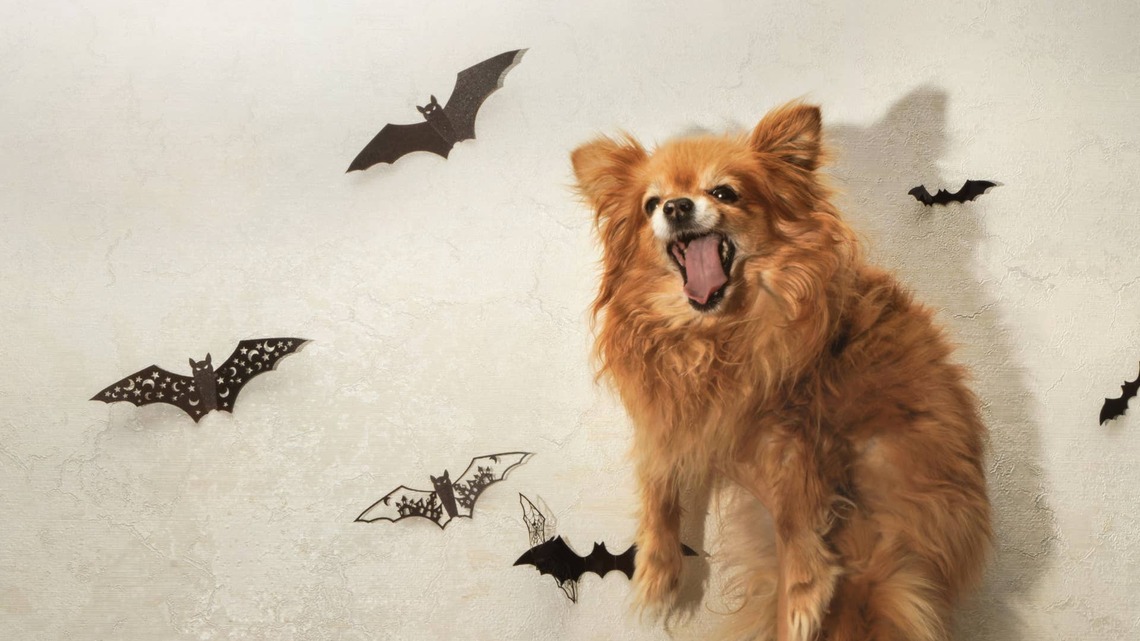 Your Dog Could Be in Danger This Halloween, Vet Warns - And It's Not Just Chocolate 