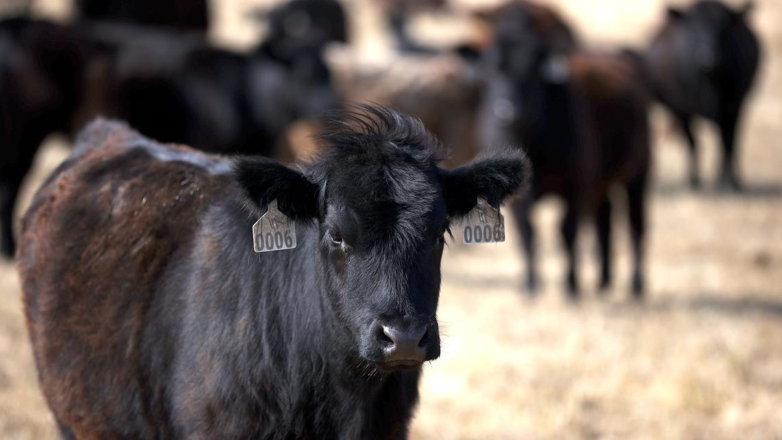 Cattle hijacked on Highway 395. Suspect wanted $20K to return them