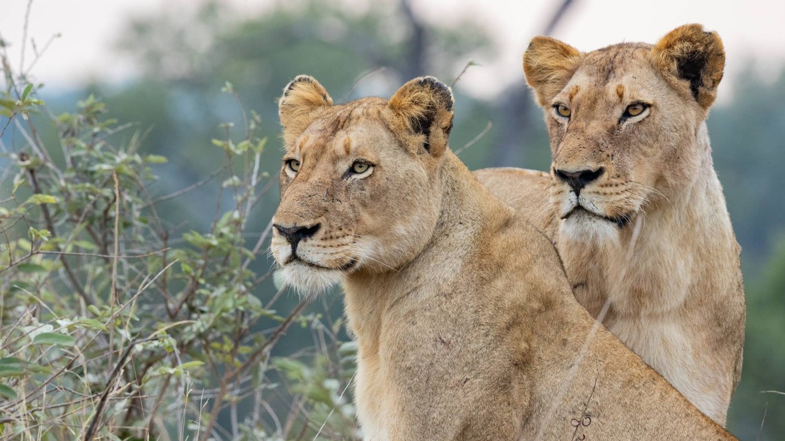 Rescued Circus Lions Get Treated to a Special Concert, and Their Tender Reaction Has People Emotional 