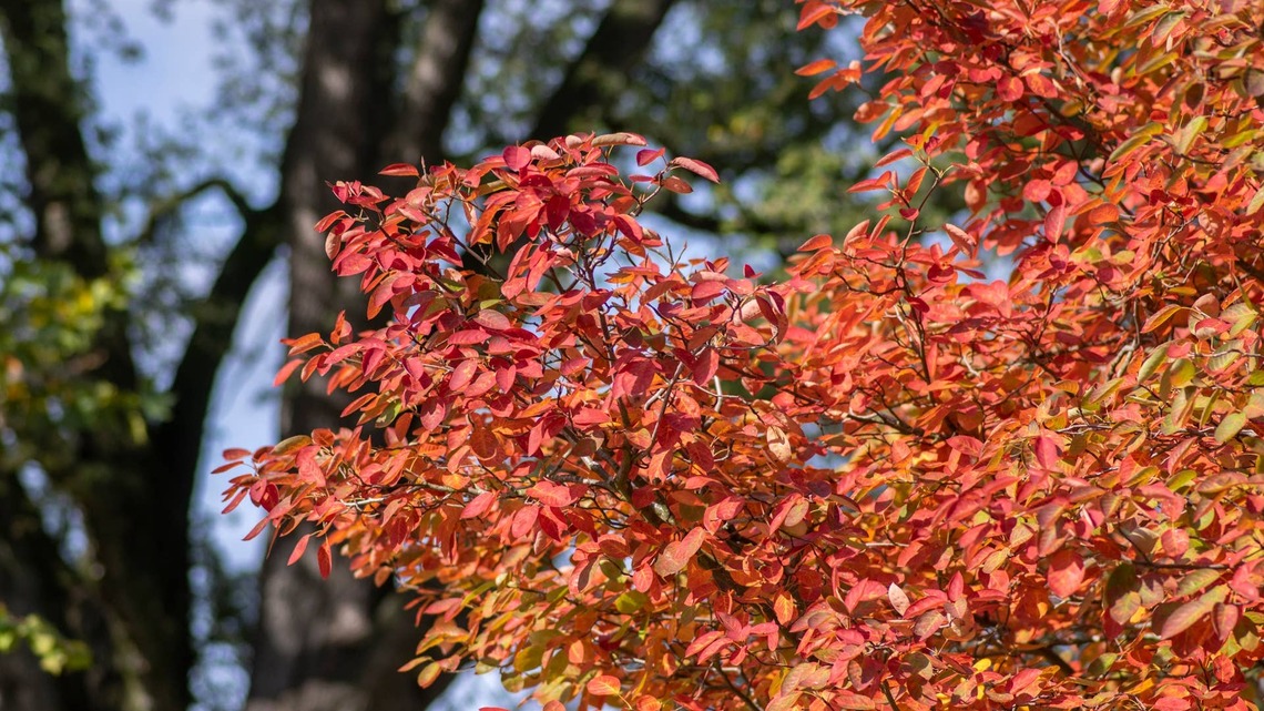 Want a High-Impact Front Yard Tree? Garden Pros Say Skip High-Maintenance Varieties for These 3 Easy Sun-Lovers 