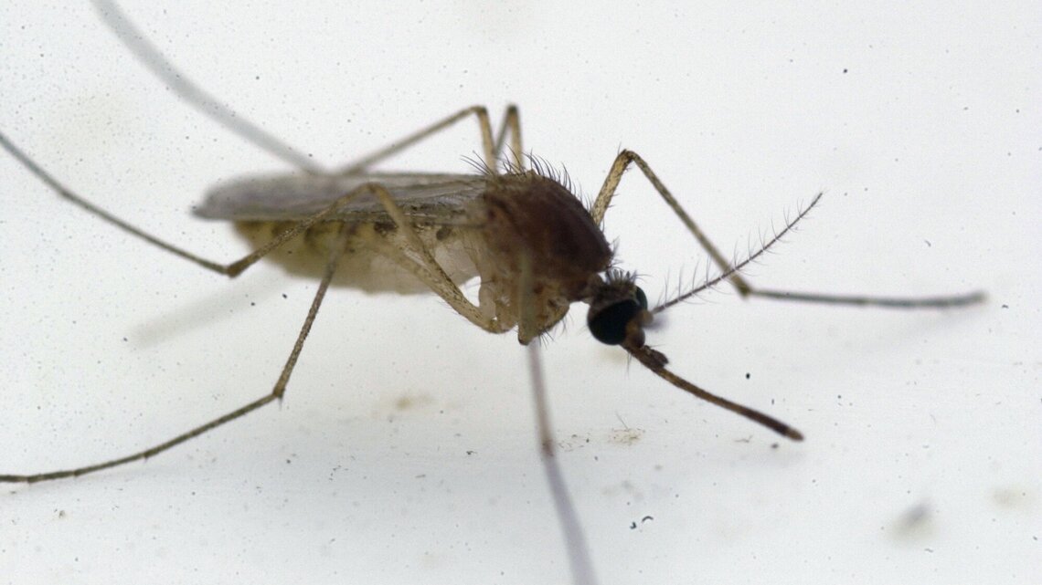 Illinois reports first West Nile virus death of the year, in Chicago