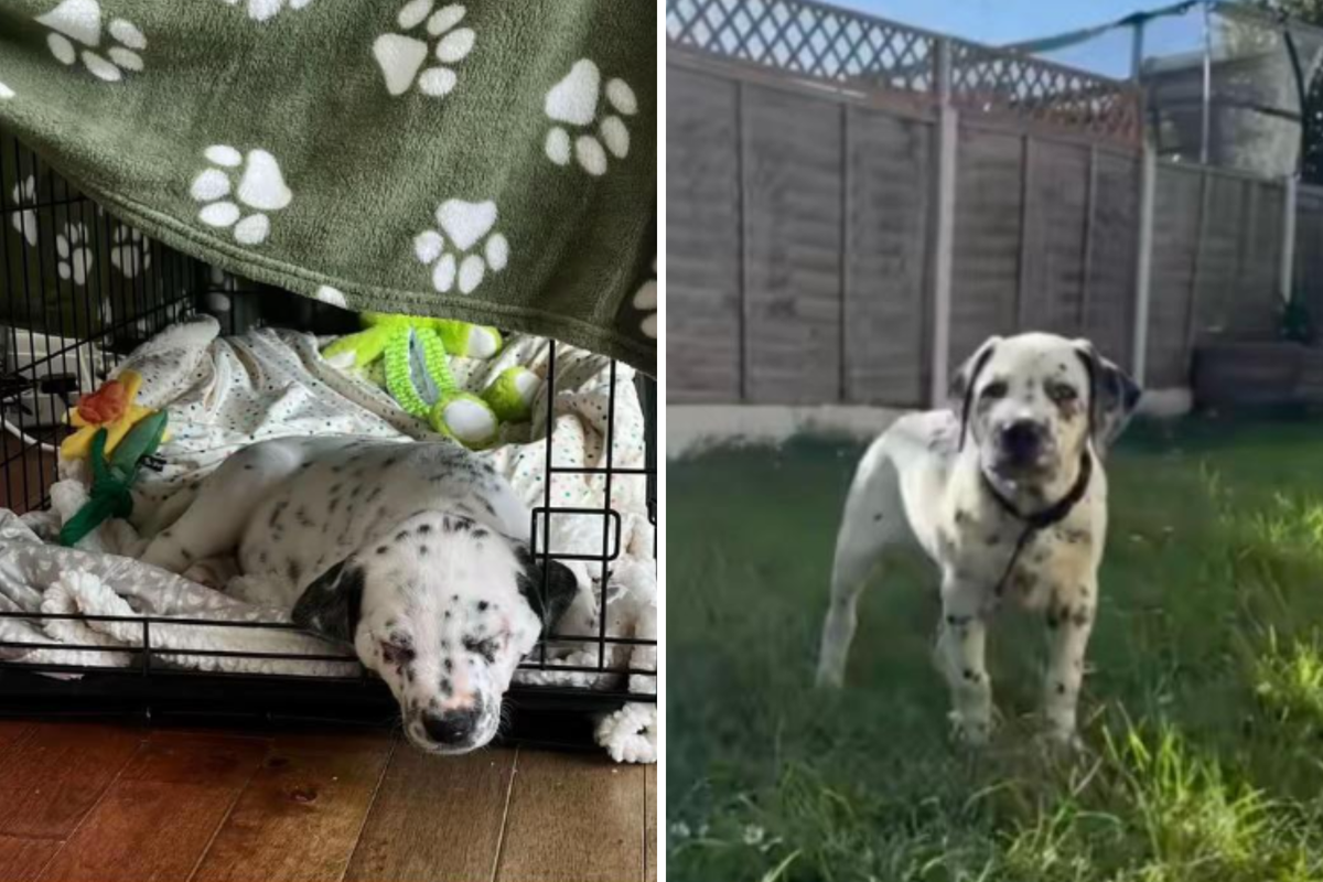  Crash the Dalmatian and Staffy puppy in his crate and outside. 