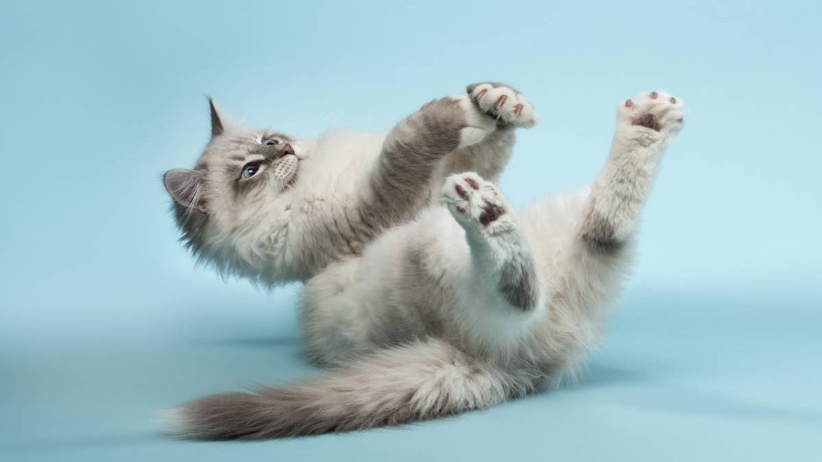 Portrait of a Siberian cat playing against a teal background.