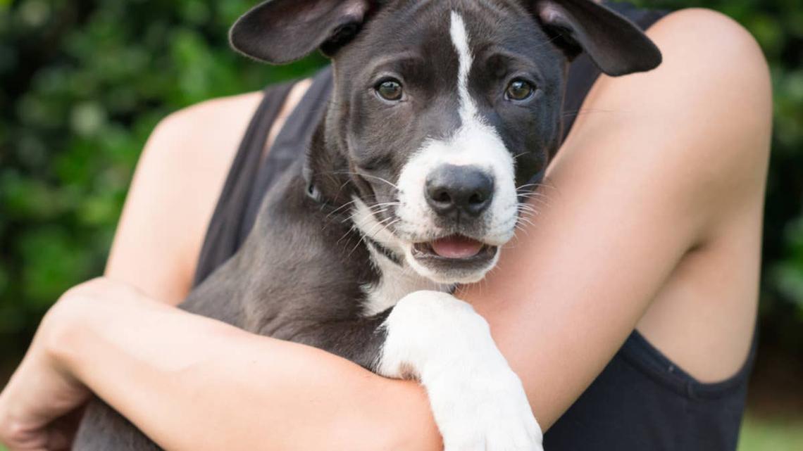 Woman Randomly Guesses Foster Dog's Real Name and Is Just as Shocked as Everyone Else 