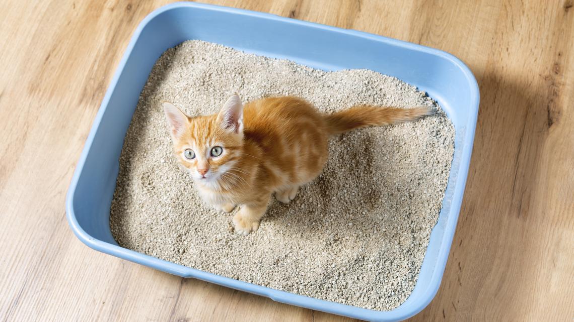 Calling All Cat Parents! These Are Amazon's Top-Rated Cat Litter Options, Starting at $7 