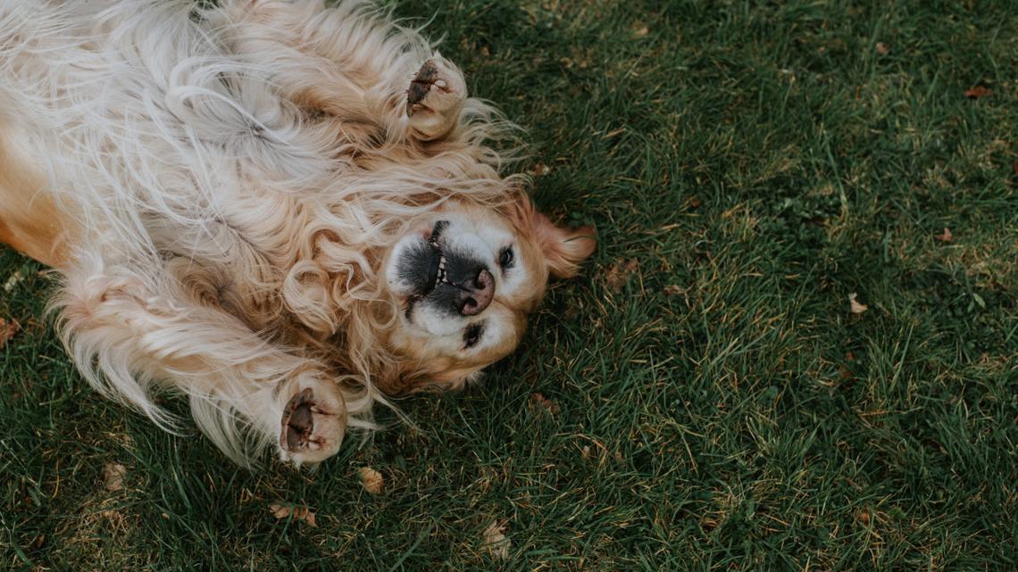 5 Heartwarming Signs Your Golden Retriever Has Imprinted on You 