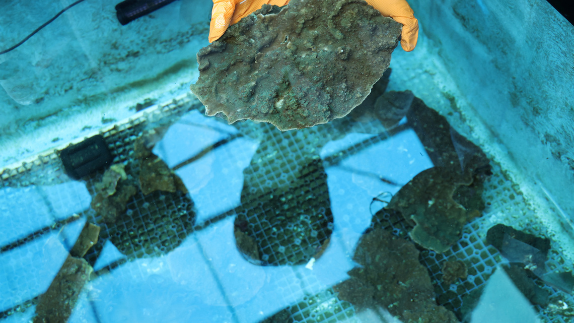 'Slumping' South Korean corals worry divers, scientists studying climate change 