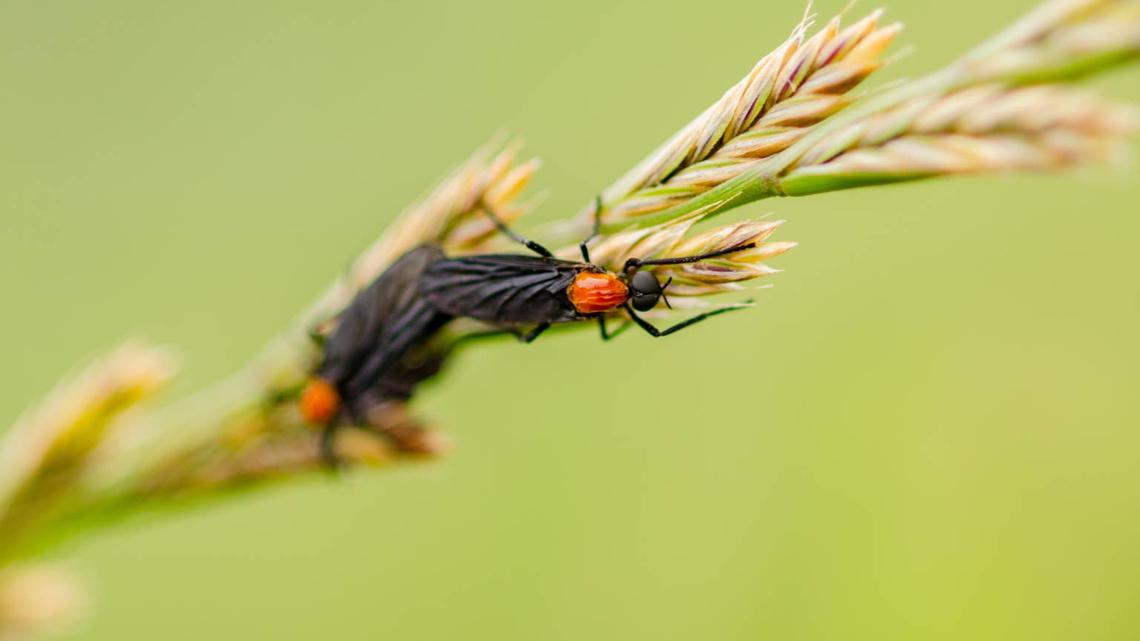 lovebugs crawling on a barley plant.