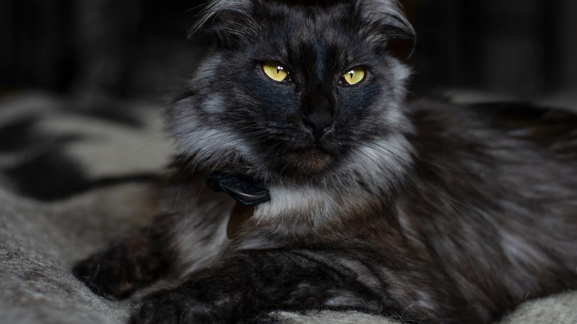 Maine Coon Cat Who Sounds Just Like a Puppy Will Make You Do a Double Take 