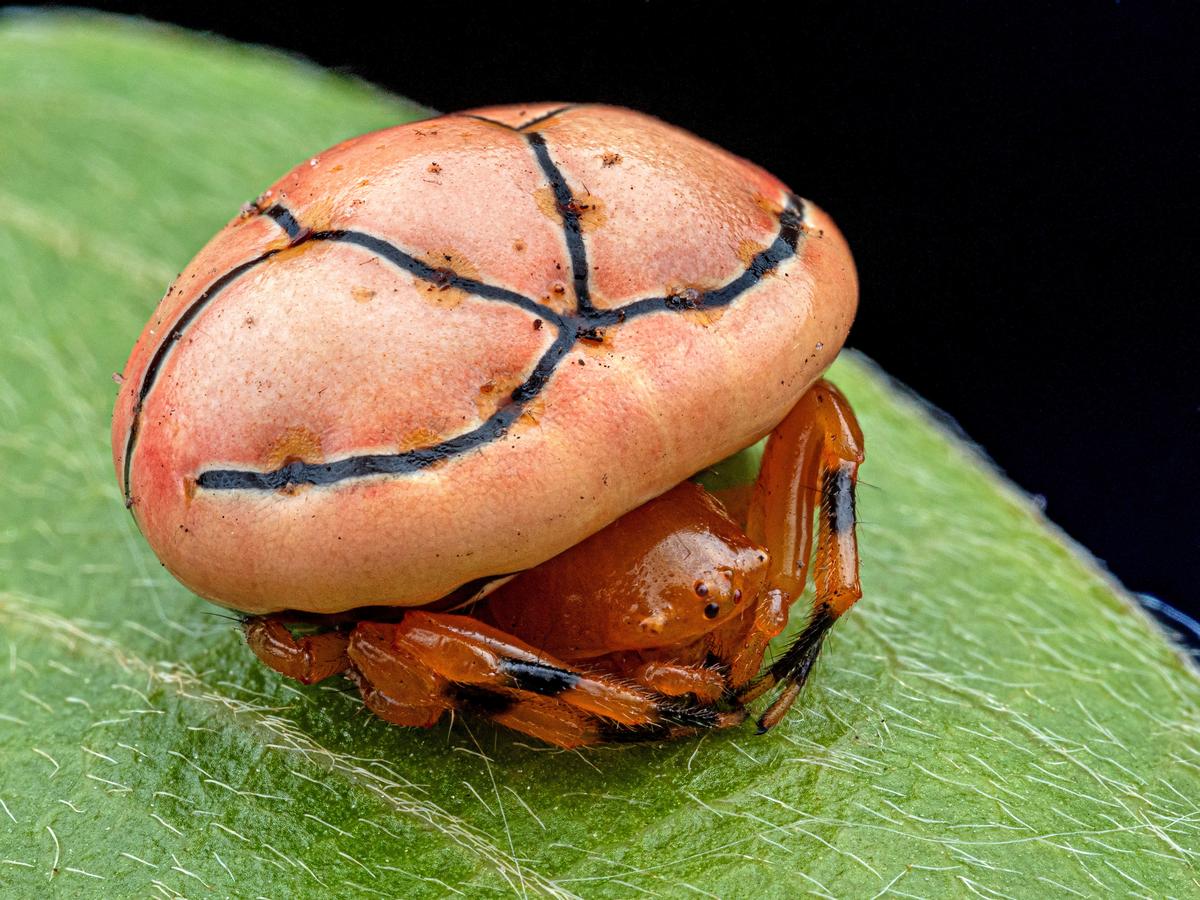A new blood orange-hued species of ladybird orb-web spider, which mimics ladybird beetles in signalling to predators with a bright colour that it is too bitter or toxic, discovered during a scientific expedition to Angola's remote Lisima plateau, is pictured in this handout image obtained by Reuters on June 3, 2026. The Wilderness Project/Handout via REUTERS