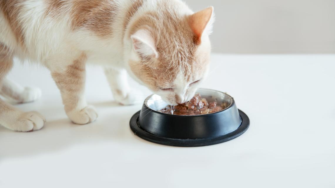 According to Real-Life Cat Parents, These Are the Best Cat Food Options on Amazon 