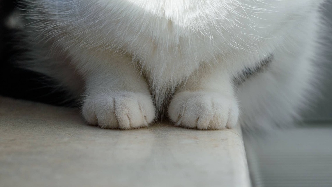 White Maine Coon Gives Birth to a Perfect Litter of Donut Holes