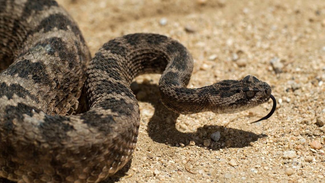 Man Spots Rattlesnake on a California Beach, and People Are Freaking Out 