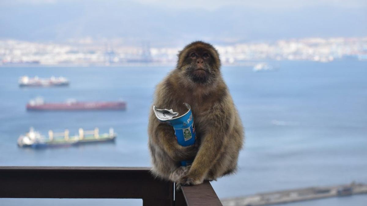 A Gibraltar macaque eating food from tourists. (Martin Nicourt via SWNS). 