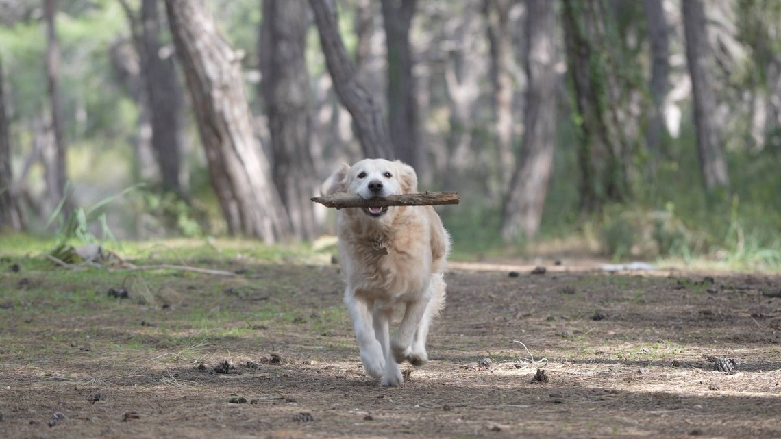 This Golden Retriever Set Out to Find Mountain Goats, and His Journey Is Spectacular 