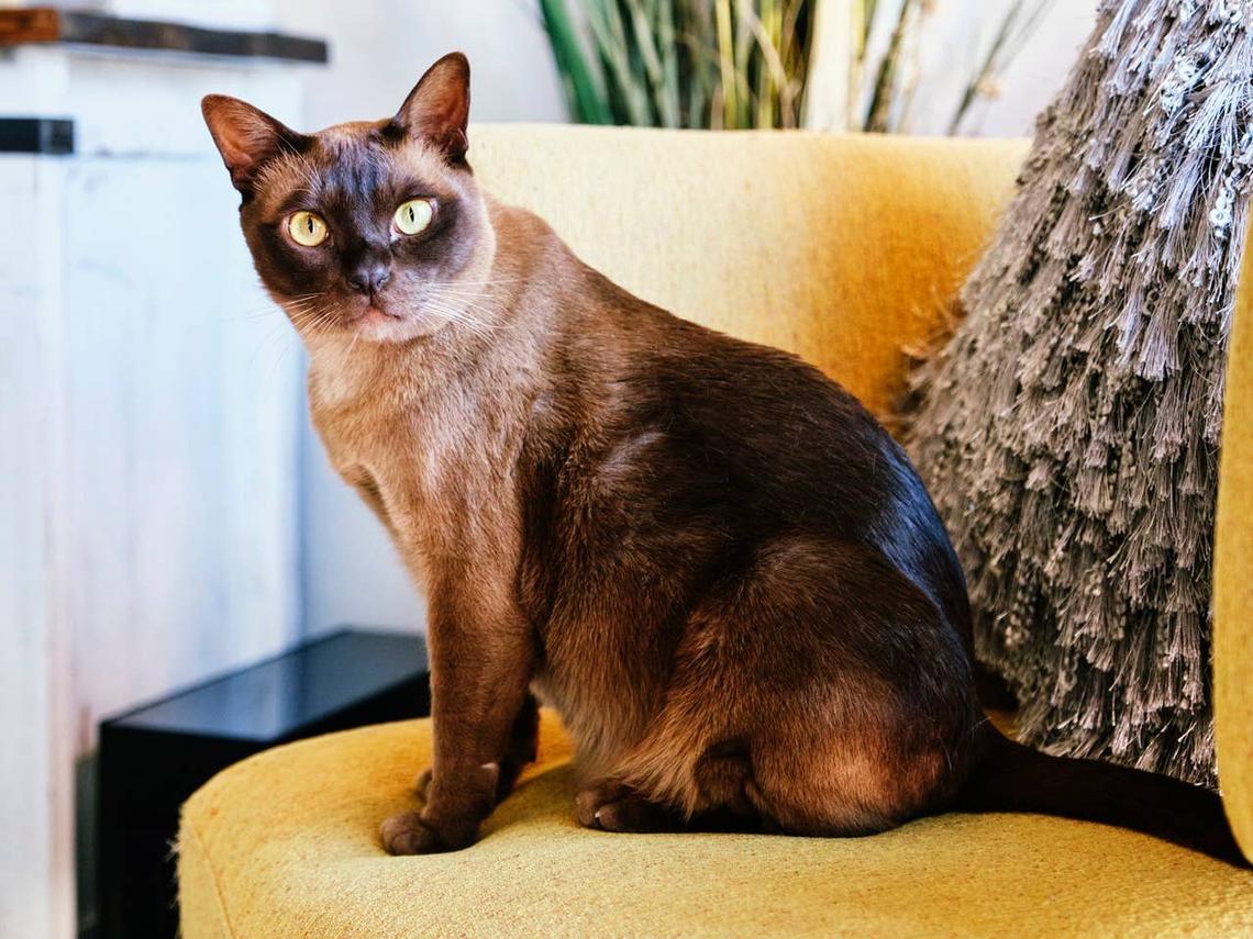  A champagne Burmese cat sitting on a chair in a home. 