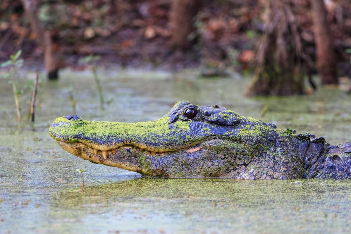  Brazos Bend State Park is a popular gator location.