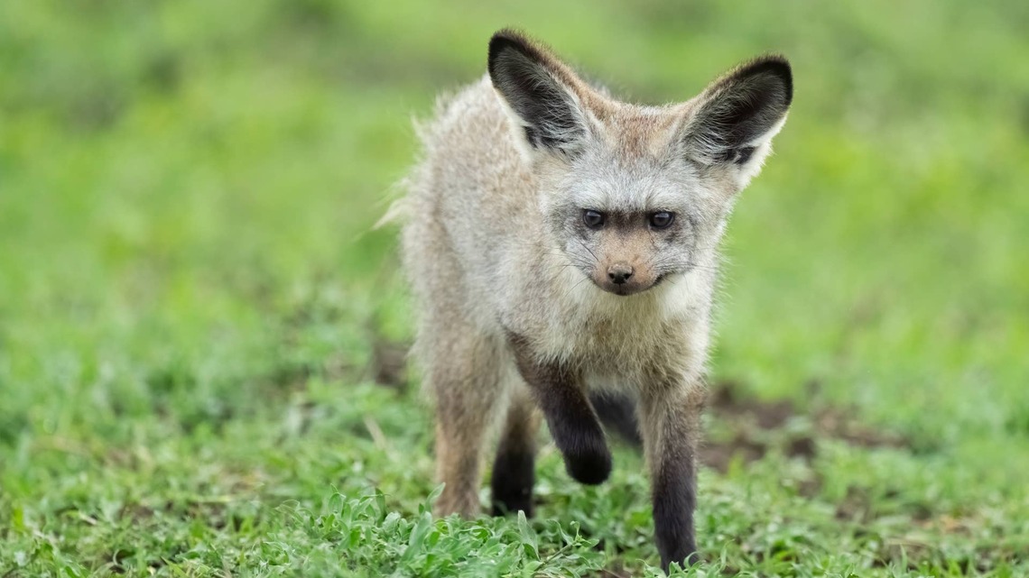 Friendly Bat-Eared Foxes Make Strange 'Goblin Noises' While Getting Cozy With Their Human Friend 