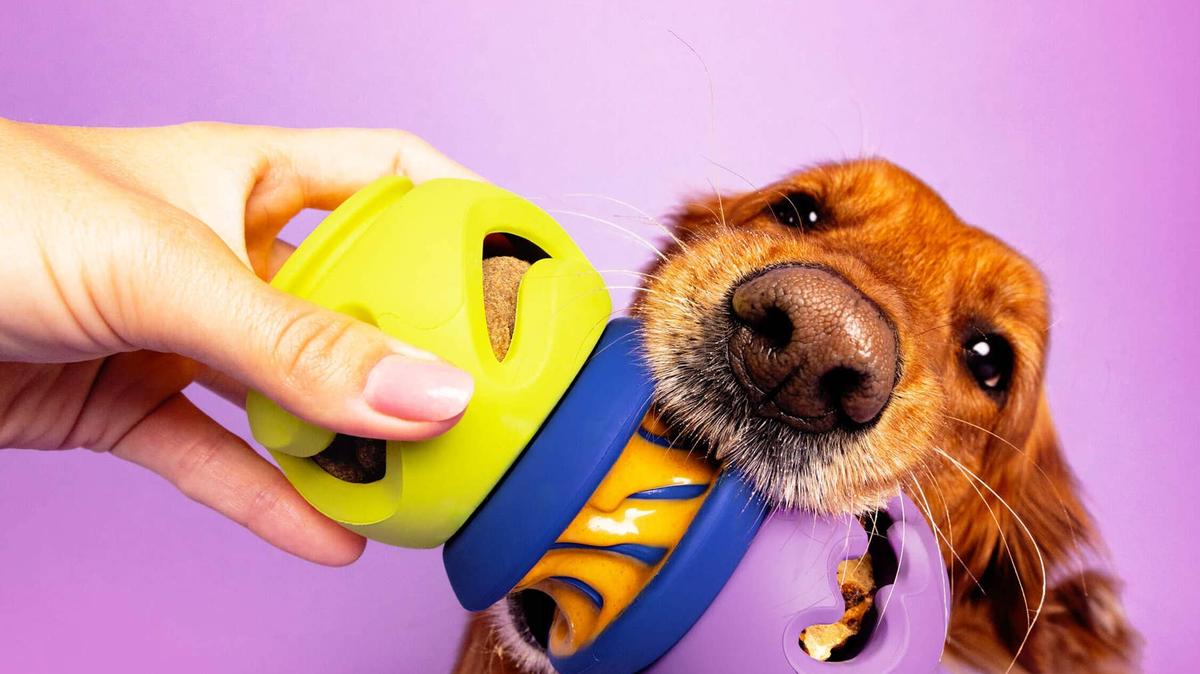 Dog playing with PlayStack toy.