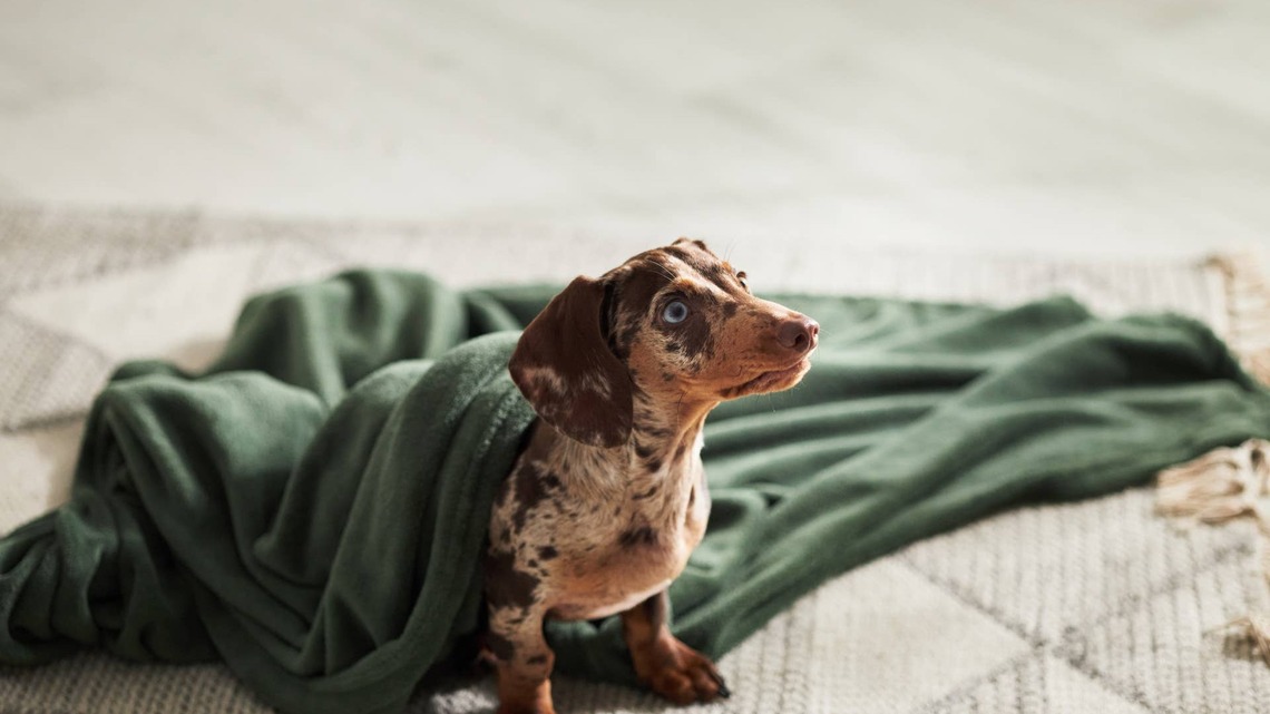 Mini Dachshund Finally Finds His Bark, but It's Not Nearly as Scary as He Hoped 
