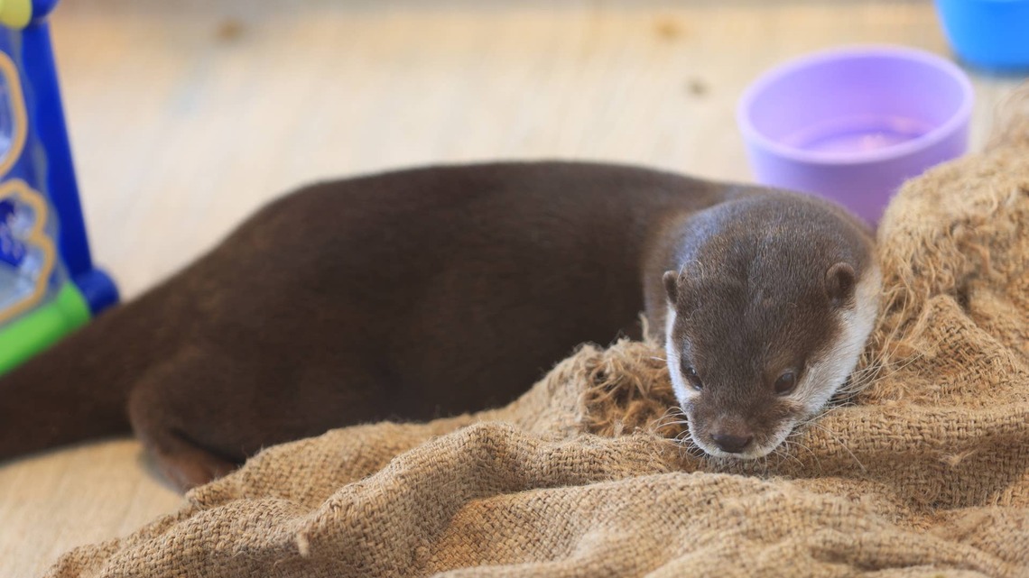 Little Otter Finds a New Toy and Decides Sharing Is Overrated
