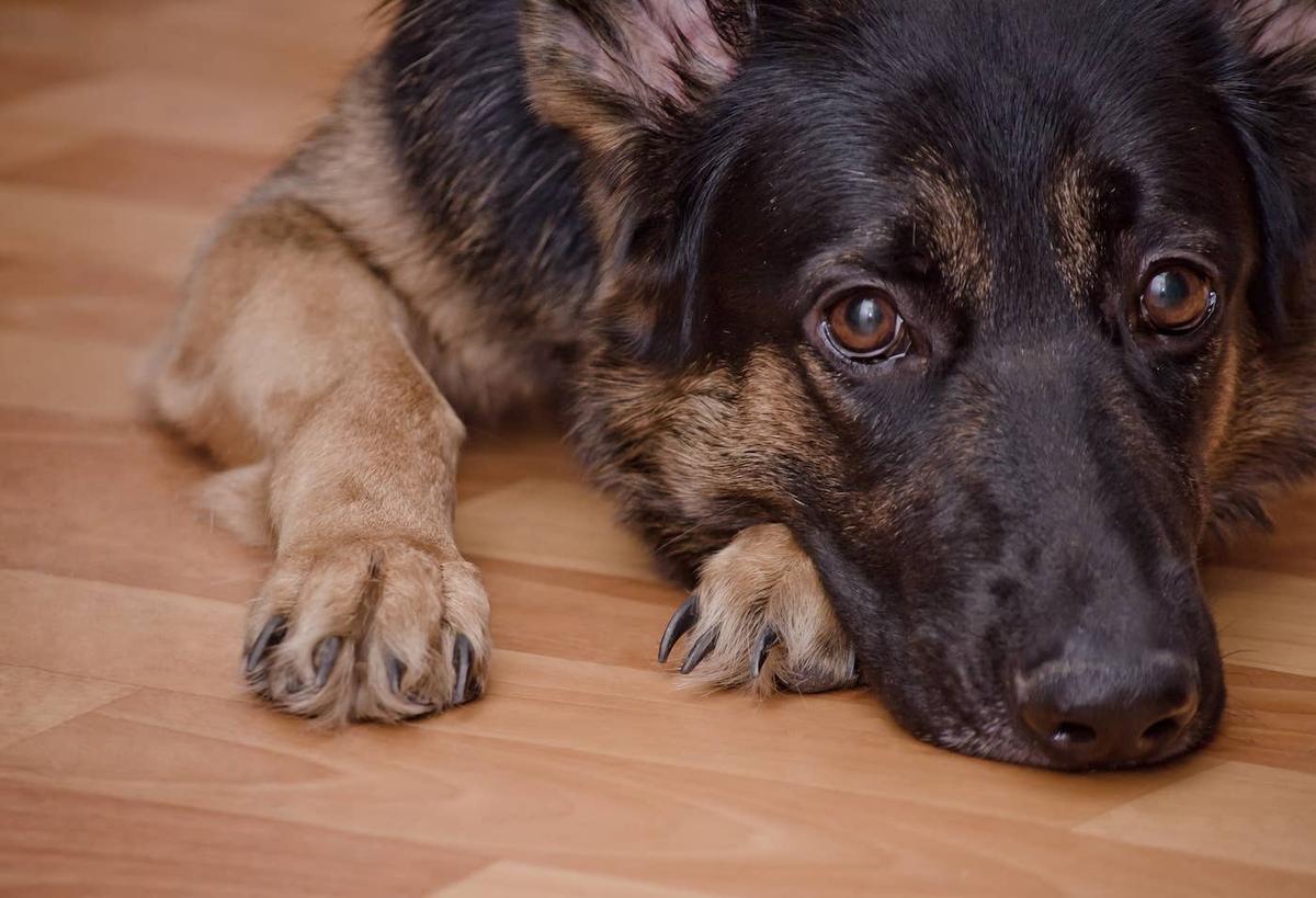  A German Shepherd lying on the ground.