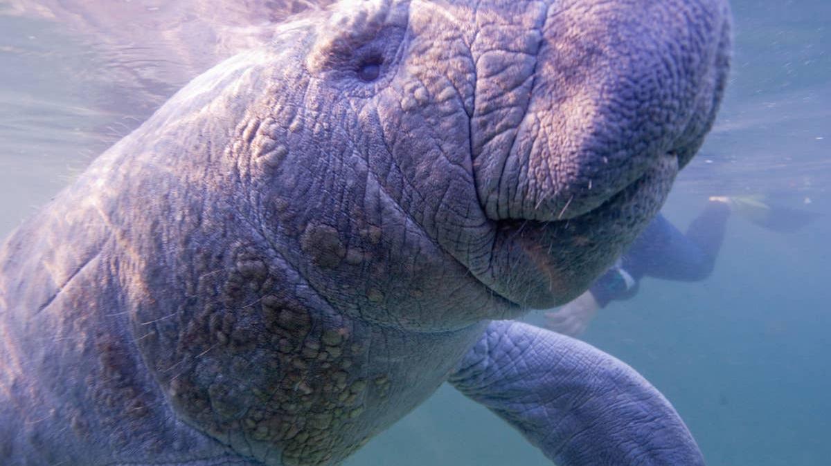 Closeup of manatee under water. 