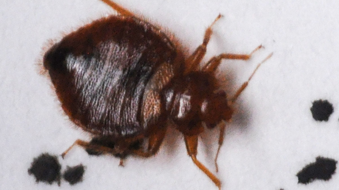Check these bed bug hiding spots in your hotel room before unpacking 