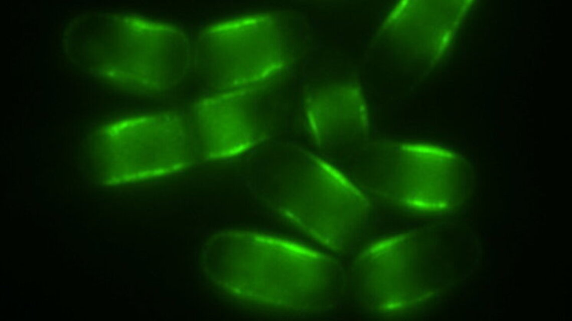 Scientists find ‘switch' to potentially unlock longer lifespans